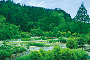 京都薬用植物園