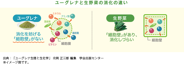 ユーグレナと生野菜の消化の違い イメージ図