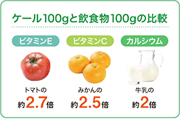 ケール100gと飲食物100gの比較　ビタミンE トマトの約2.7倍　ビタミンC みかんの約2.5倍　カルシウム 牛乳の約2倍