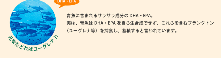 青魚に含まれるサラサラ成分のDHA・EPA。実は、青魚はDHA・EPAを自ら生合成できず、これらを含むプランクトン（ユーグレナ等）を補食し、蓄積すると言われています。