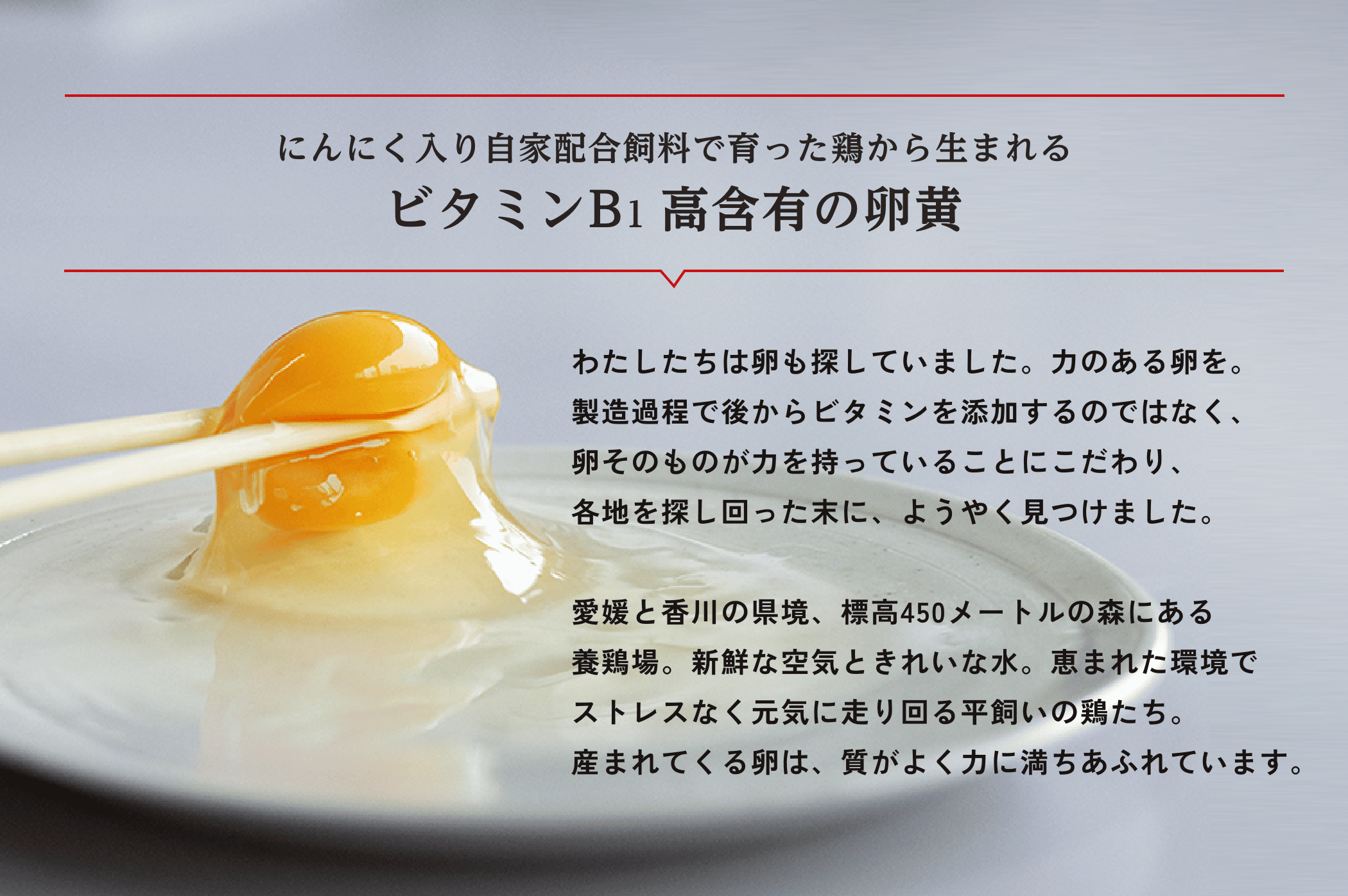 にんにく入り自家配合飼料で育った鶏から生まれるビタミンB1 高含有の卵黄わたしたちは卵も探していました。力のある卵を。製造過程で後からビタミンを添加するのではなく、卵そのものが力を持っていることにこだわり、各地を探し回った末に、ようやく見つけました。愛媛と香川の県境、標高450メートルの森にある養鶏場。新鮮な空気ときれいな水。恵まれた環境でストレスなく元気に走り回る平飼いの鶏たち。産まれてくる卵は、質がよく力に満ちあふれています。