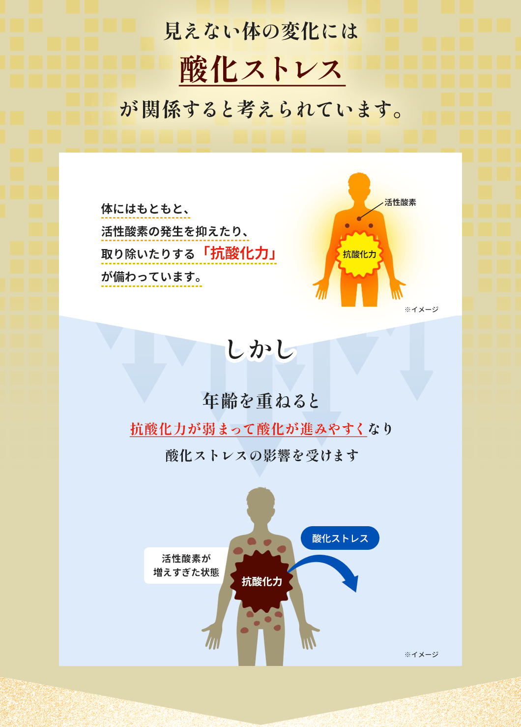 見えない体の変化には酸化ストレスが関係すると考えられています。体にはもともと、活性酸素の発生を抑えたり、取り除いたりする「抗酸化力」が備わっています。しかし、年齢を重ねると抗酸化力が弱まって酸化が進みやすくなり酸化ストレスの影響を受けます。